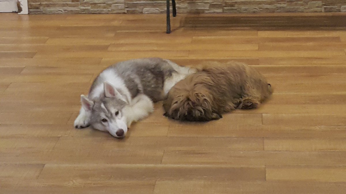 OrionWriting's tweet photo. #PupCafe https://t.co/PUF4NEtYx3