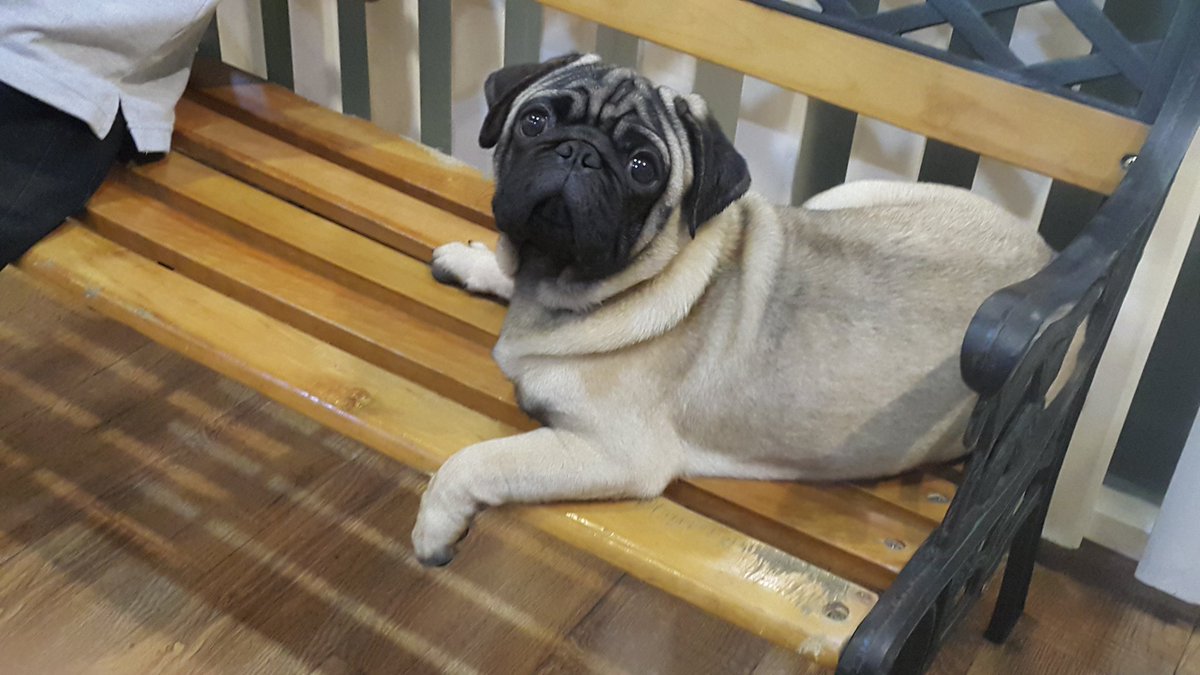 OrionWriting's tweet photo. #PupCafe https://t.co/PUF4NEtYx3