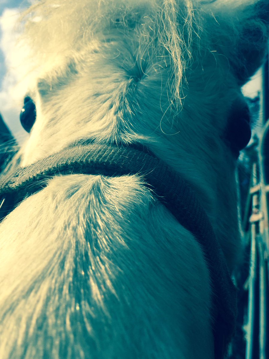 Haleygulley's tweet photo. My sons pony thinks she is a lap dog. #andimokwiththat https://t.co/r0EuWEUlMD