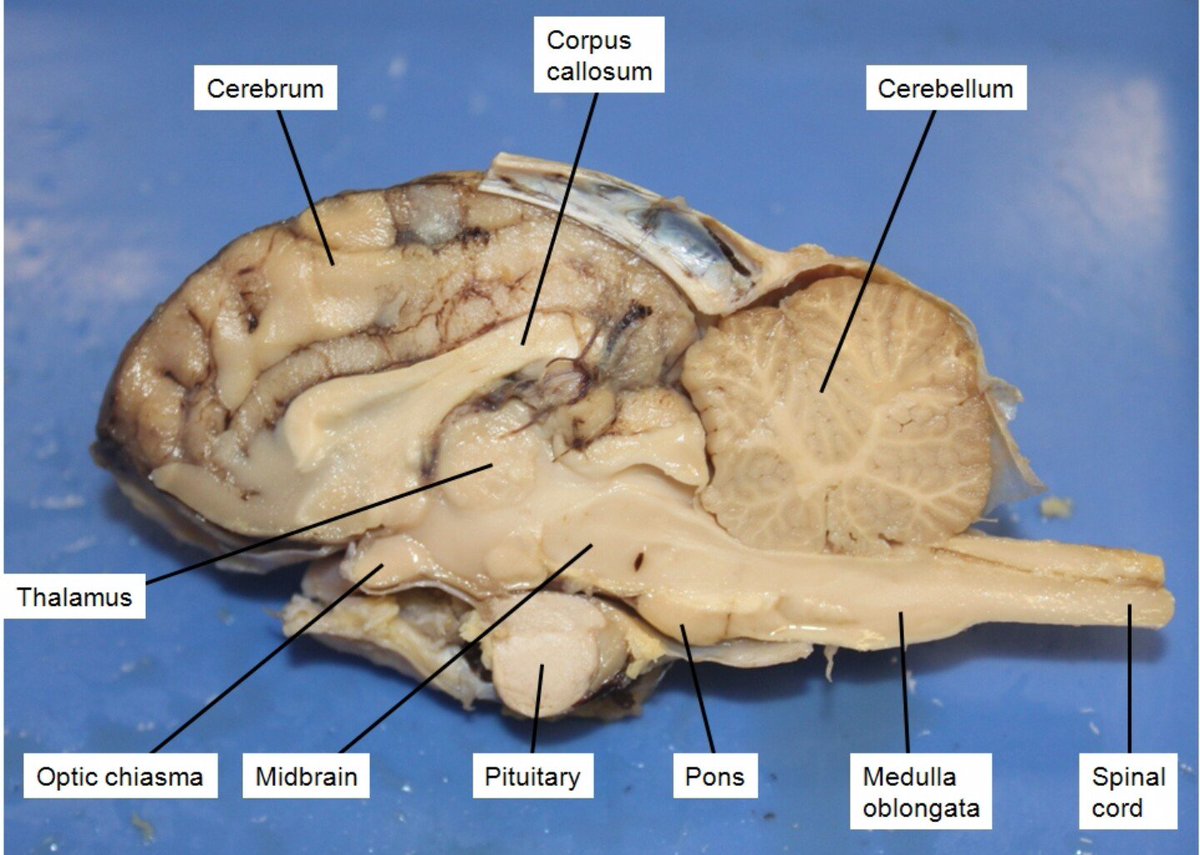 theog_mc's tweet photo. @james_i_am2 thanks for giving me advice on how to dissect sheep brains 🐑 https://t.co/XuxcYpseWL