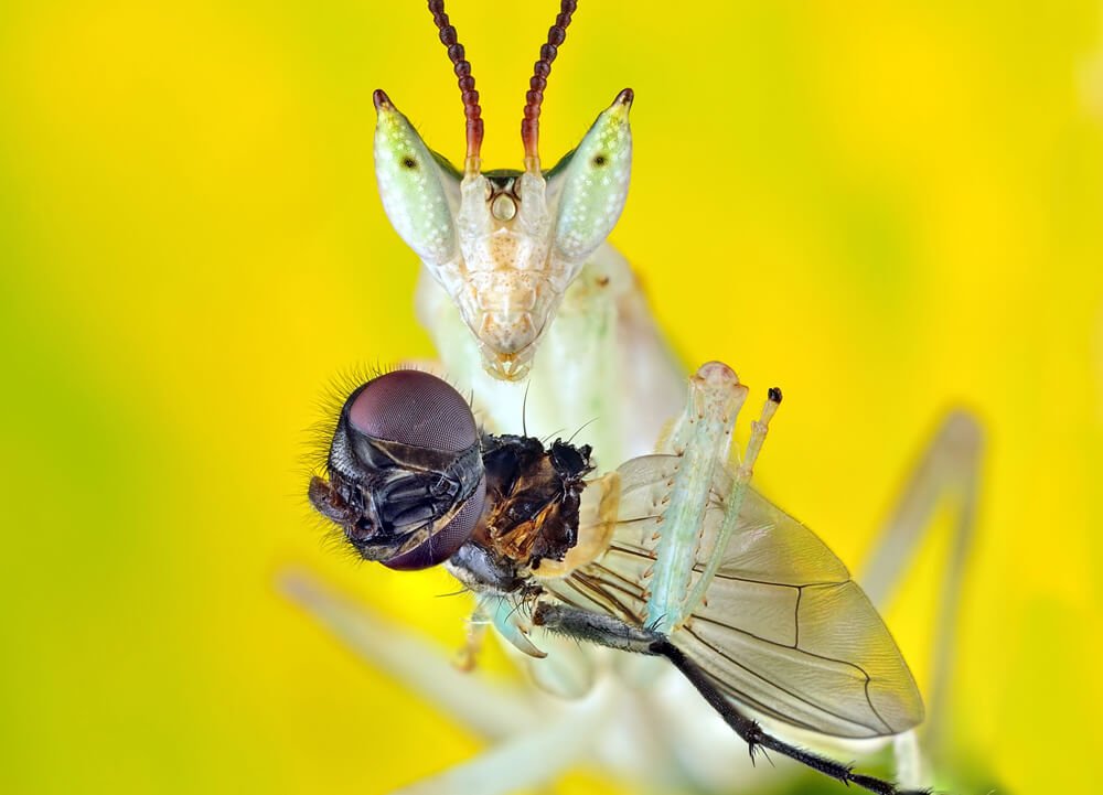 NikonIndia's tweet photo. Hone your macro skills with some very useful tips from our article: https://t.co/zs2fvMBJNh #IAMKnowledge https://t.co/sf2DiSuyKZ
