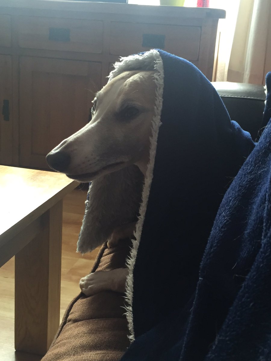 LWhippet's tweet photo. Postman at the door but too tired to go and be nosey! https://t.co/zzECTKuCD0