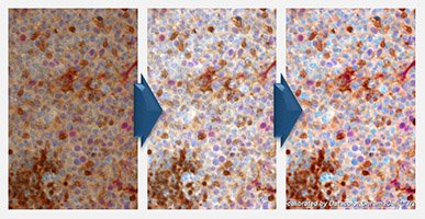 ChromaCal's tweet photo. Next week. FREE webinar on post-processing scientific images. https://t.co/29eh9RzIH2 https://t.co/5CVDJ3sxTT