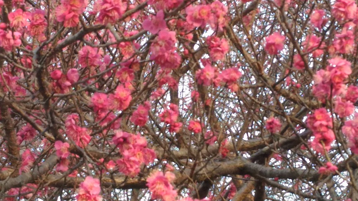 YamatoSpiritJP's tweet image. Up close and personal #plumflowers #Japan #springinTokyo