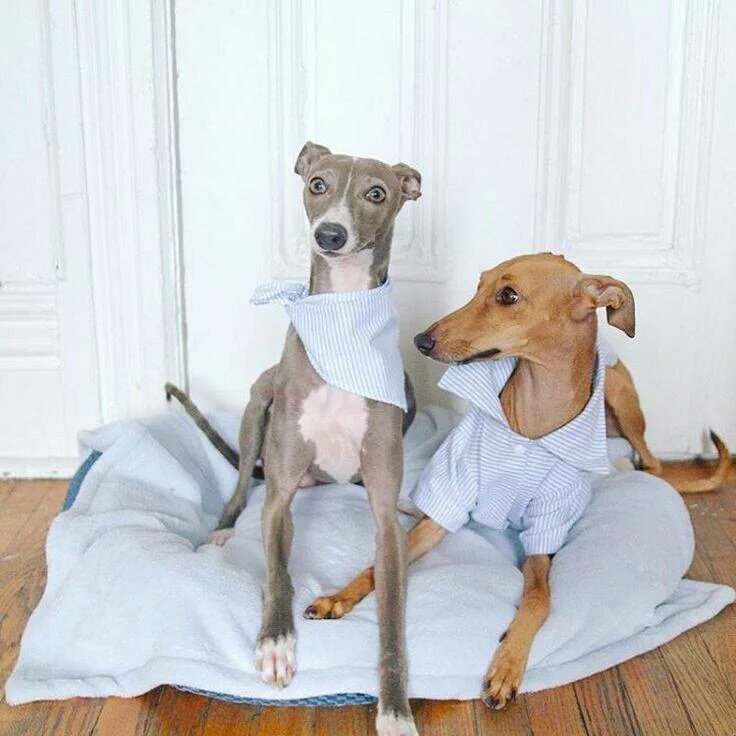 bcSharonZ's tweet photo. #HighFashion #dog dress shirts, onesies & more @RomyandJacob https://t.co/SBItR2P51F