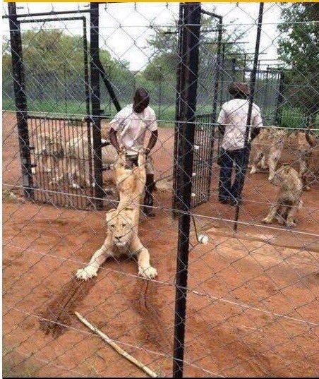 lisahonan07's tweet photo. I believe the #lionsontheloose in Nairobi are now back in the park. #Magicalkenya #OnlyInNairobi https://t.co/0xFy62m73r