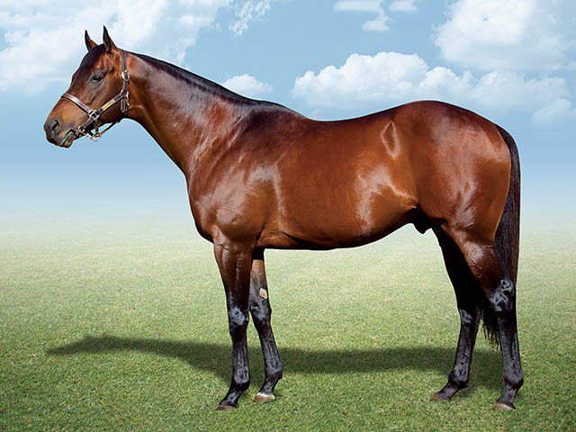 Dynasty Gr1 Cover Stars For Drakenstein sportingpost.co.za/?p=100372