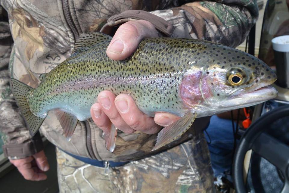 Mark Taylor (tayloroutdoors) Twitter