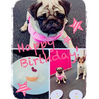 Joy_PhotoCam's tweet photo. #mops #mopsi #instamops #pug #pugs #pugsofinstagram #instapug #happybirthday https://t.co/IgSc9IGRdY https://t.co/79WwteovKG