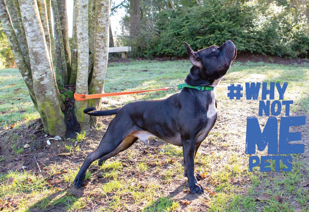 duganfoundation's tweet photo. Want a hiking buddy?Adopt #Bruce! #KitsapHumaneSociety #whynotmepets #dog #doggy https://t.co/QpWeQPiUJN https://t.co/OphLQSODIs