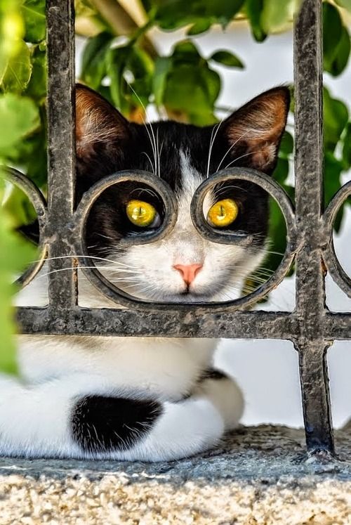 Watch kitty videos with many topics about cats at: ow.ly/Ypixq #catsoftwitter, #cats