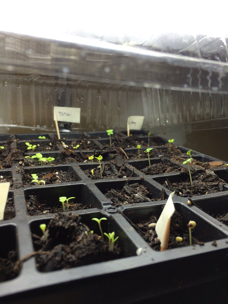 JenBrownies's tweet photo. Growing things in the dead of winter because science #farmlife #urbanfarm #rooffarm #spring #seedlings https://t.co/jjdlC4o2Ob