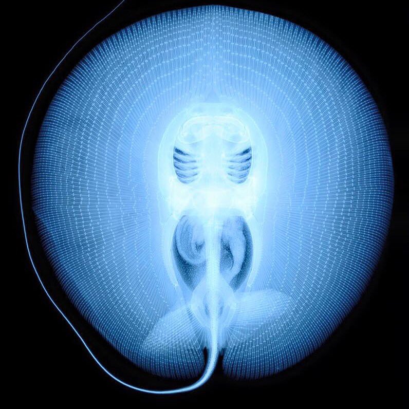Dive_Training's tweet image. Ever wonder what a sting ray's X-ray looks like?