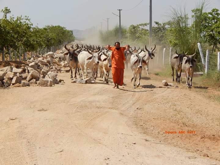 jaygoumata_'s tweet photo. आओ गोपालक बन कर गोमाता की सेवा करें .... #Pathmeda https://t.co/wsrZbWdkL8