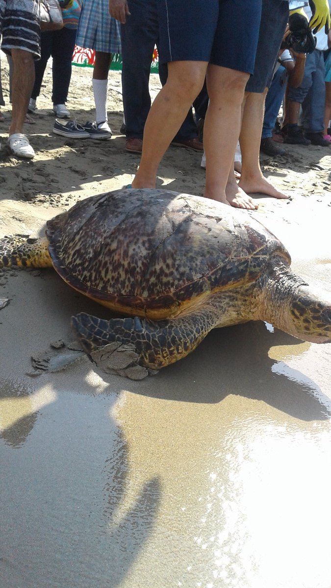 CORPAMAG's tweet photo. Corpamag y Acuario del Rodadero realizaron liberación de 8 tortugas y 9 tiburones con participación niños de Gaira https://t.co/hJG75Pd01O