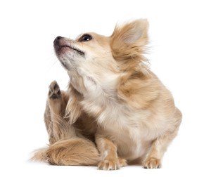 NativeCanine's tweet photo. Dog Food Allergies: What Causes Your Dog’s Itching? https://t.co/M9PX0NSTGp https://t.co/aVsCbVcAWf