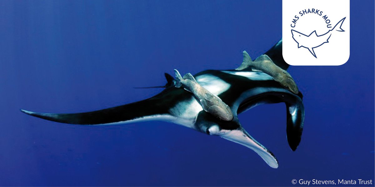 GlobalGoalsUN's tweet photo. Keep #migratorysharks fisheries sustainable to secure livelihoods #SharksMOS2 #Time4Sharks https://t.co/vjuOlegiSN https://t.co/tlPwGRK2y0
