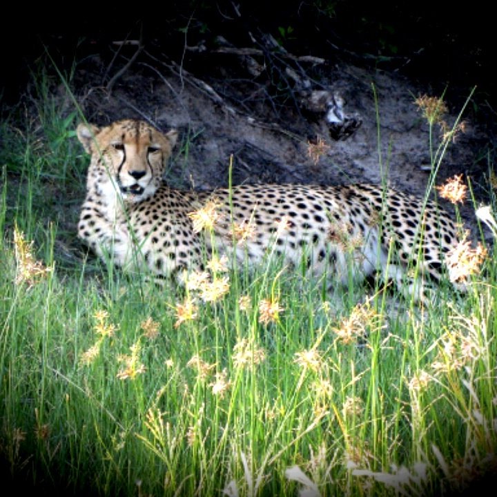Rawbotswana's tweet photo. Beautiful male cheetah spotted minutes ago #walkingsafaris #ridingsafaris #botswana @TourismBotswana @kamilisafaris https://t.co/rqrXUDel7I