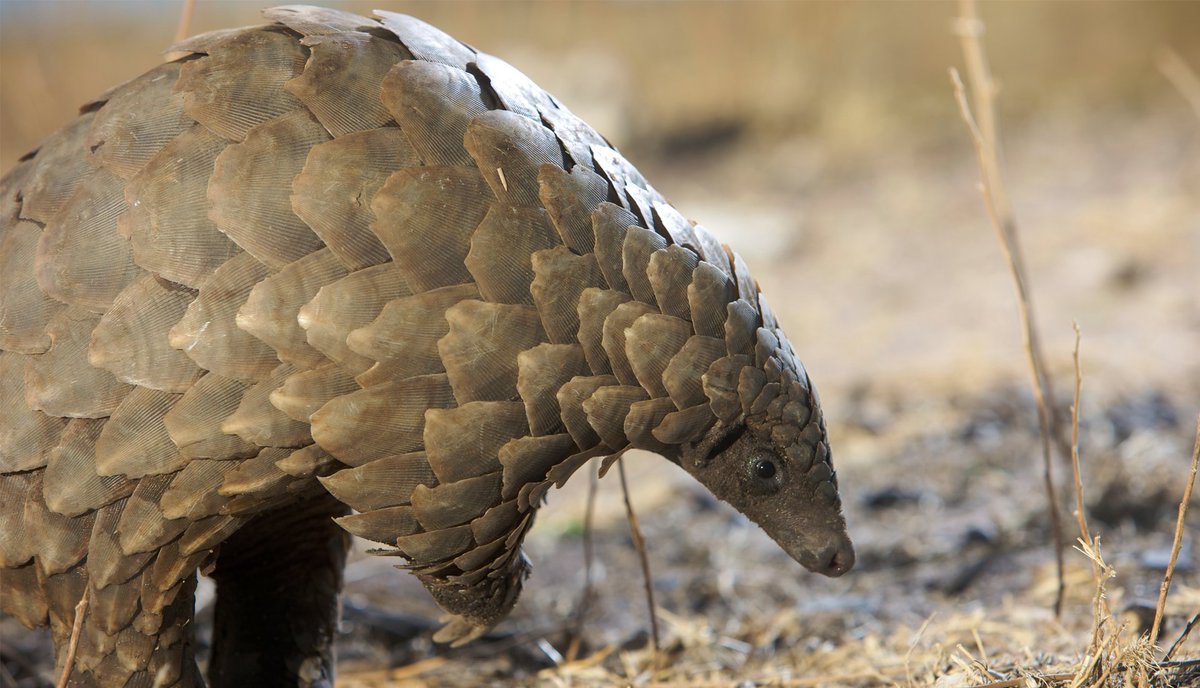 andbeyondtravel's tweet image. Today is #WorldPangolinDay - help us spread the word about these endangered creatures. #pangolin