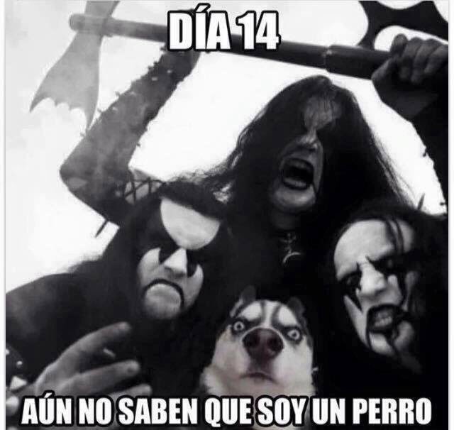 valtymor's tweet image. #HuskiesRules