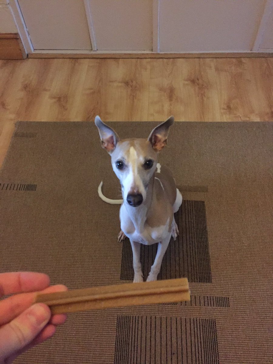 LWhippet's tweet photo. I'd do anything for a dentastix #teethcare https://t.co/1cocCvhA7N