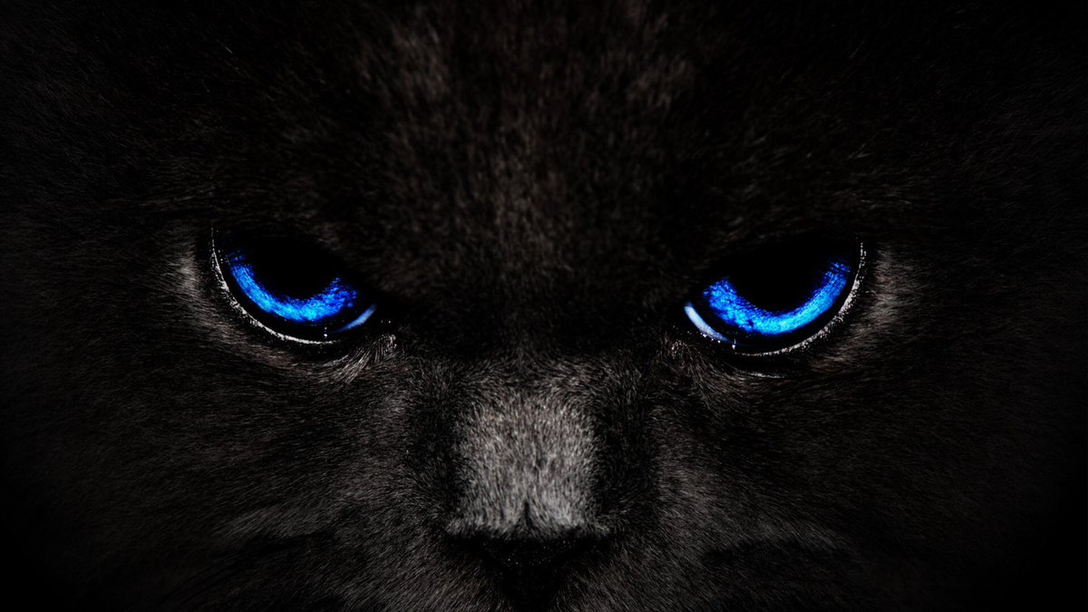 LittyRaider's tweet photo. #blueeyes #gorilla #👑ofthejungle https://t.co/65kGg1g64i