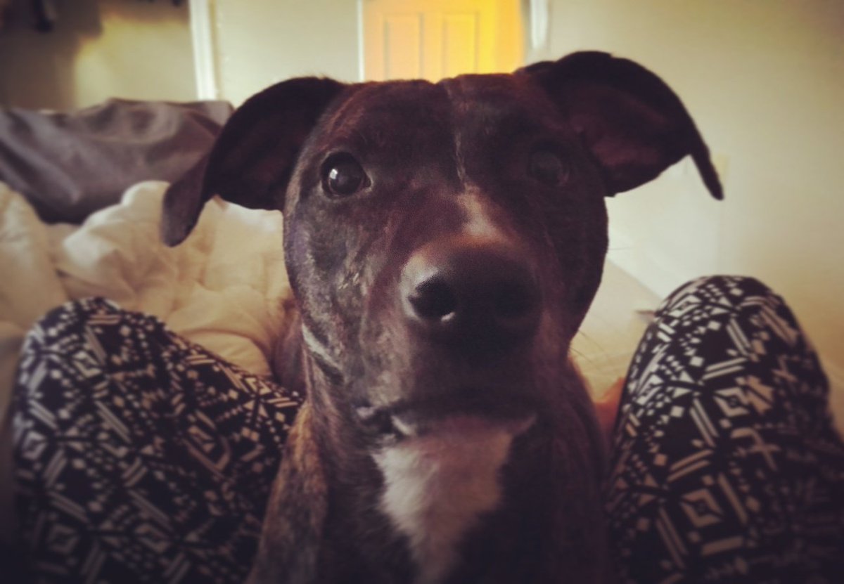 CWink90's tweet image. Nothing like a warm dog on a cold day #LoveYourPet #Petcube #thePawPack