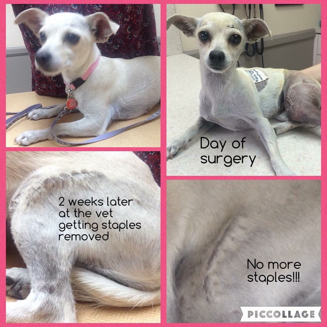 Daisy update ! Looking good princess 💕👑