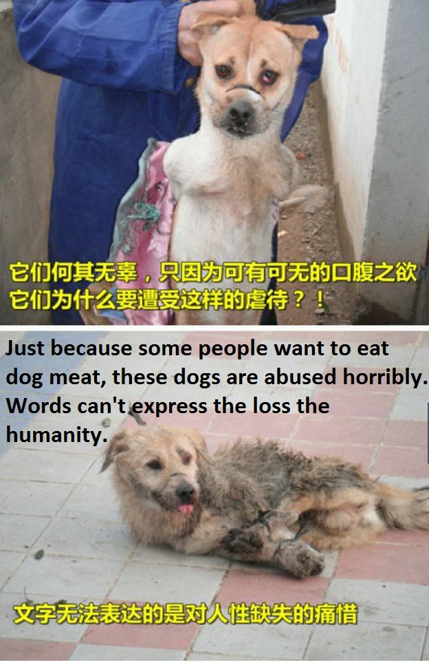 Because some ppl want 2 eat dogs, thousands dogs R being tortured by greedy Yulin dog meat dealers #StopYuLin4ever