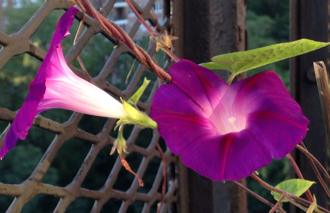 Sarah Stern tweet media