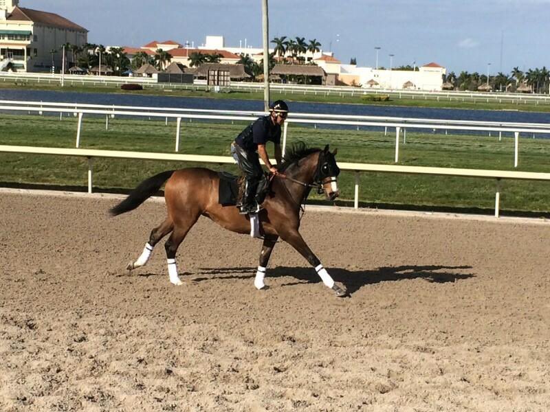 craigbrogden's tweet photo. Malibu Moon 1/2 sister to Princess Arabella galloping for @FasigTiptonCo Florida 2yo sale. She floats https://t.co/0GgVNvHJEk
