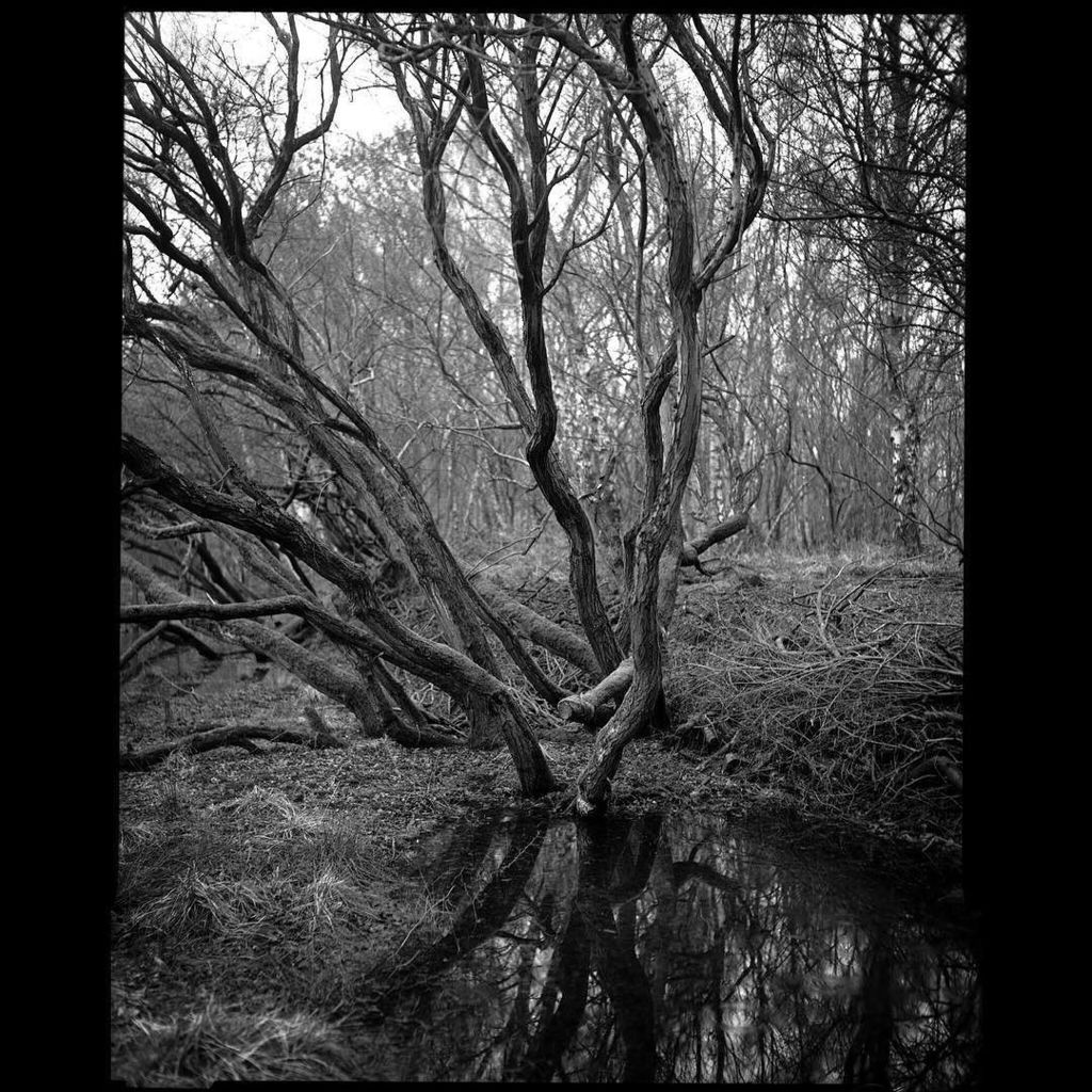 photocumbria's tweet photo. Twisted trees
Fomapan 400 in a 1937 Graflex. Dev'd in Ilfosol 3 with a #mod54 holder.
#5xโฆ https://t.co/ykc0KYXIgR https://t.co/B5V9ENxRx0
