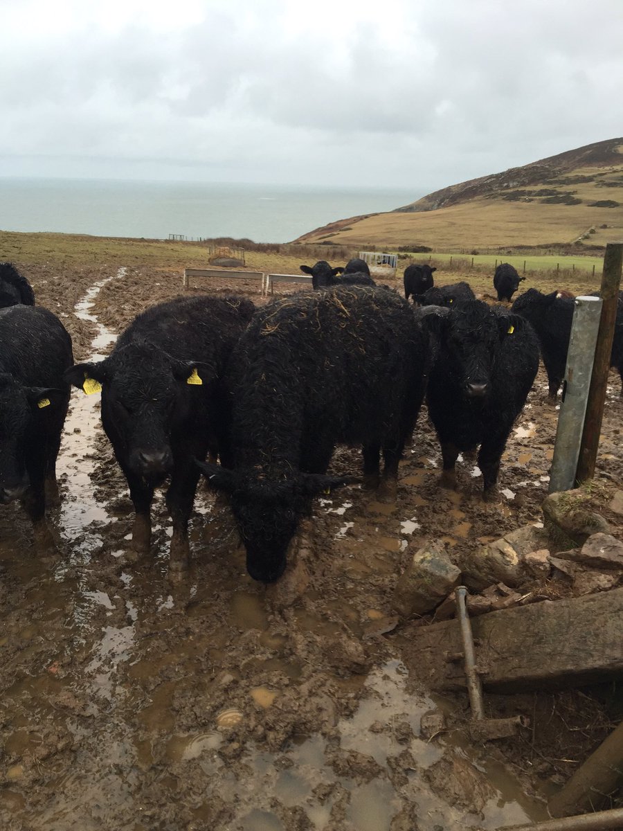 You have been served! #welshblack #stdavidsherd #newbull #hulk #fingerscrossed