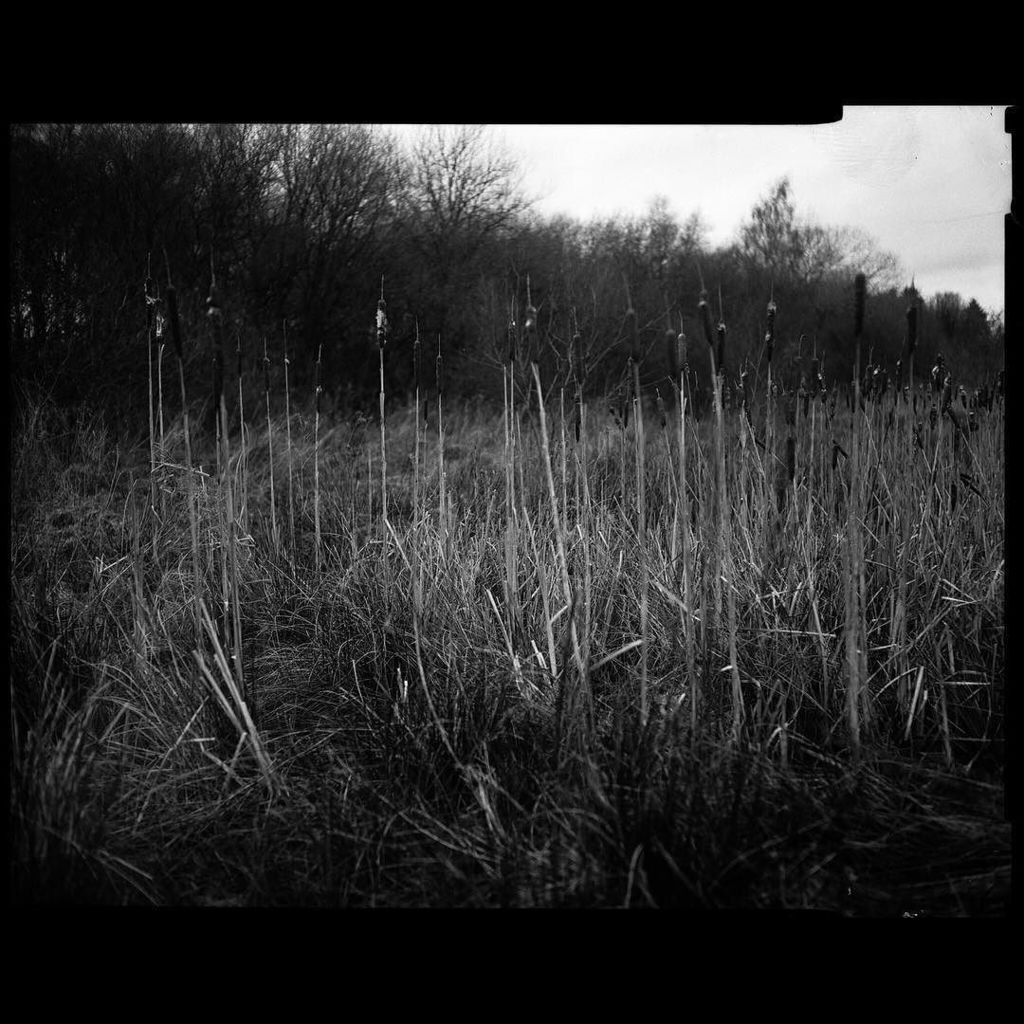 photocumbria's tweet photo. Bulrushes
Fomapan 400 in a 1937 Graflex. Dev'd in Ilfosol 3 with a #mod54 holder.
#5x4 #4โฆ https://t.co/a3l0g4Nbqz https://t.co/0EiNlKJRPb