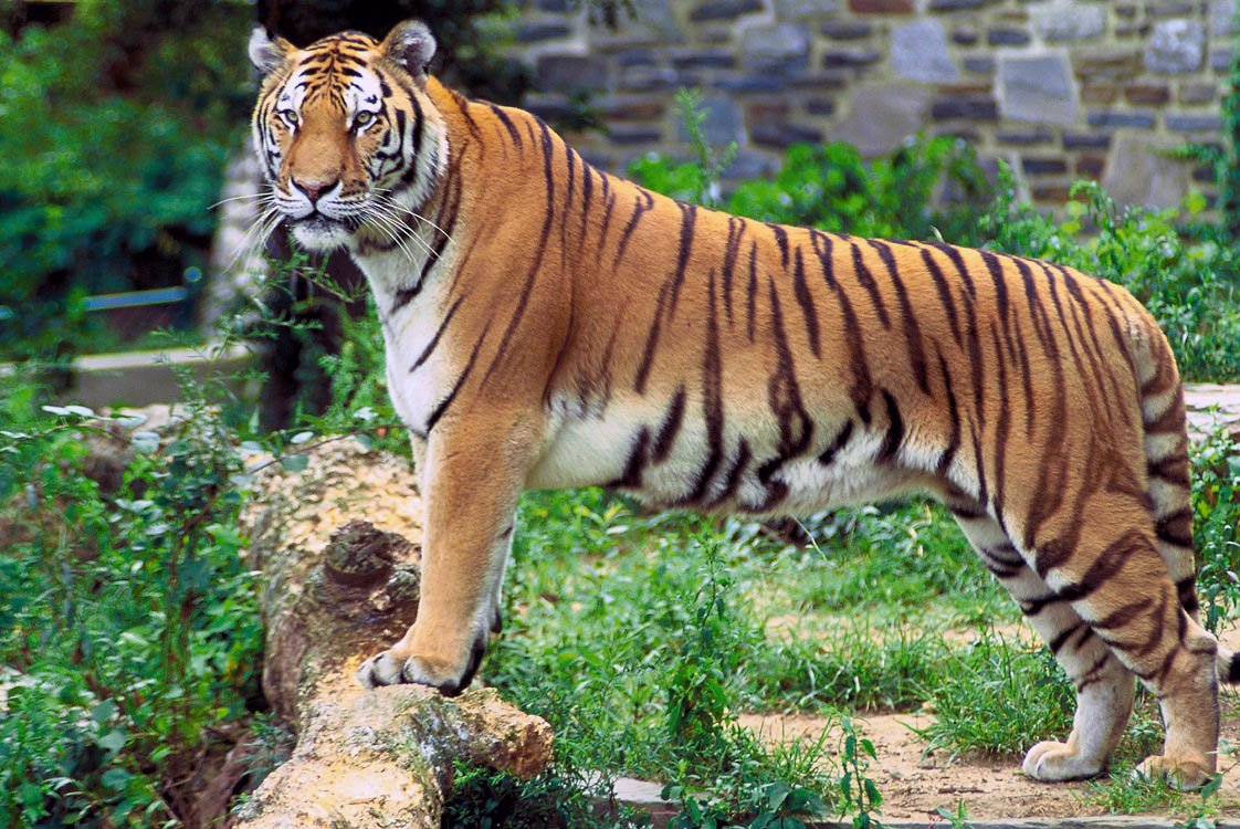 IndianDiplomacy's tweet photo. National Animal
Bengal tiger(Panthera tigris),known for its grace, strength, agility &enormous power
#SymbolsOfIndia https://t.co/p1qeJTRSdJ