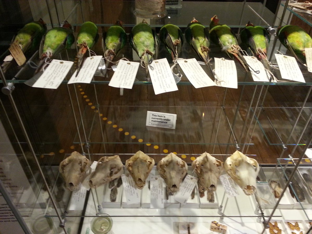 neophema99's tweet photo. 10 little swifties all in a row #museumed #TasMuseum #NoMoreExtinctions @Spokesbird @teamswiftparrot @AtmStreetart https://t.co/IUHijPByMx