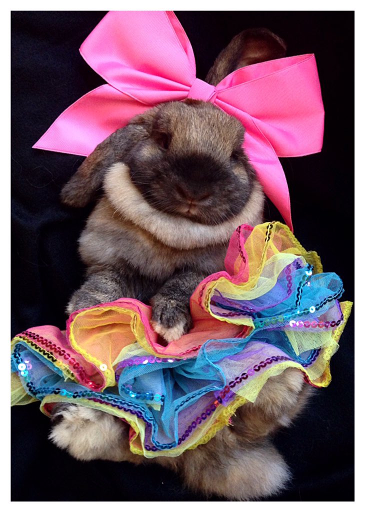 Cute Stuff Daily tweet media