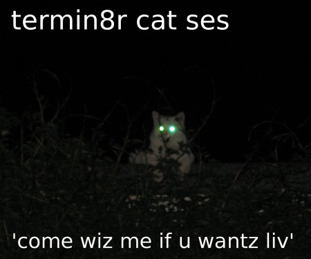 LOL_Cats (@lolcats_fun) on Twitter photo 