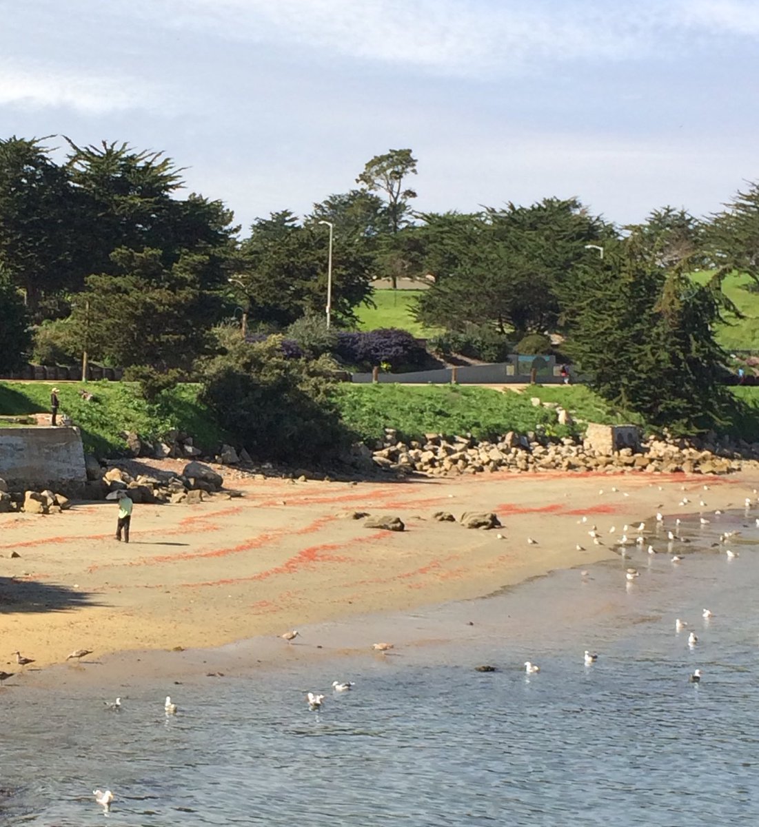 _jonesstyle_'s tweet photo. Red crab tuna washed up on #MontereyBay #tunacrab @MontereyHerald @MontereyAq https://t.co/QxohAHG34h