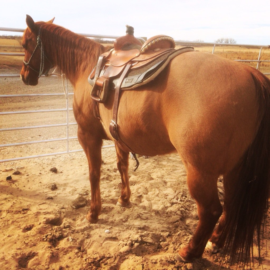 tmkansas's tweet photo. I know we'll pay for it later but it's a beautiful day in Kansas. BTW - does this saddle make me look fat?
#letsrope https://t.co/vR8orSMX9e