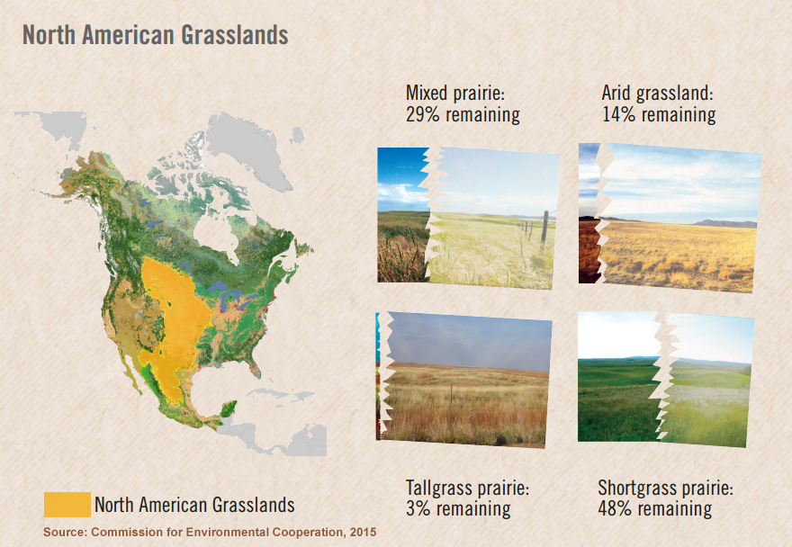 s4tomorrow's tweet photo. "We are losing our grasslands at the same rate as deforestation in the Amazon" - @WWF #ProtectOurPrairies #PCESC16 https://t.co/5dyCL1xCMr