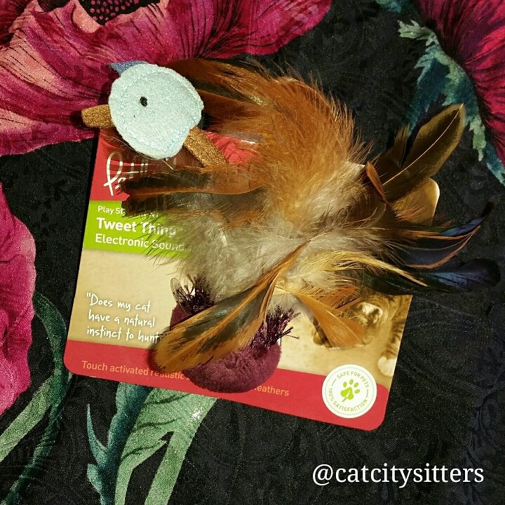 catcitysitters's tweet photo. Find &amp; like us on FB to stay updated on our 1st GIVEAWAY CONTEST! Winner will receive prize basket valued over $100! https://t.co/bCvdnenME4