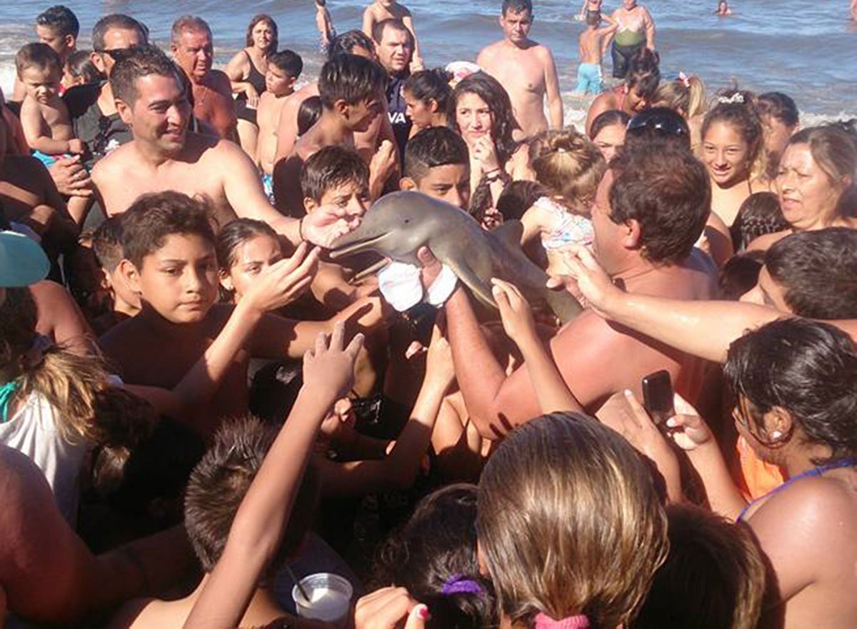 Fun_TechTips's tweet image. Rare dolphin dies after being passed around beach for selfies buff.ly/24cEOrD