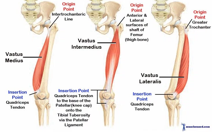 TennantBethany's tweet photo. I'm ridiculously excited about this, Tensor of the Vastus Intermedius #JockDoc #MoreMuscles https://t.co/Wt4DztwoxN https://t.co/D3CpSm0EiK