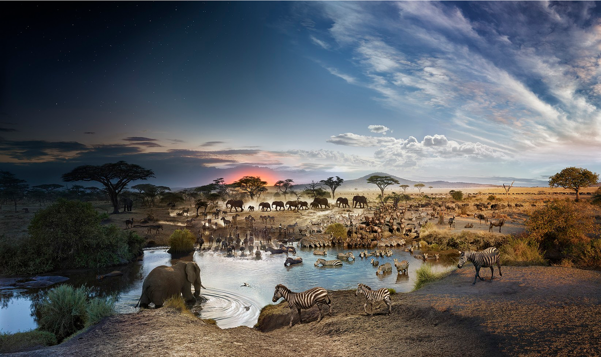 TEDTalks's tweet photo. This shows 26 hours in the Serengeti, woven together into one image by photographer @swilkesphoto. #TED2016 https://t.co/HenKCOWO1e