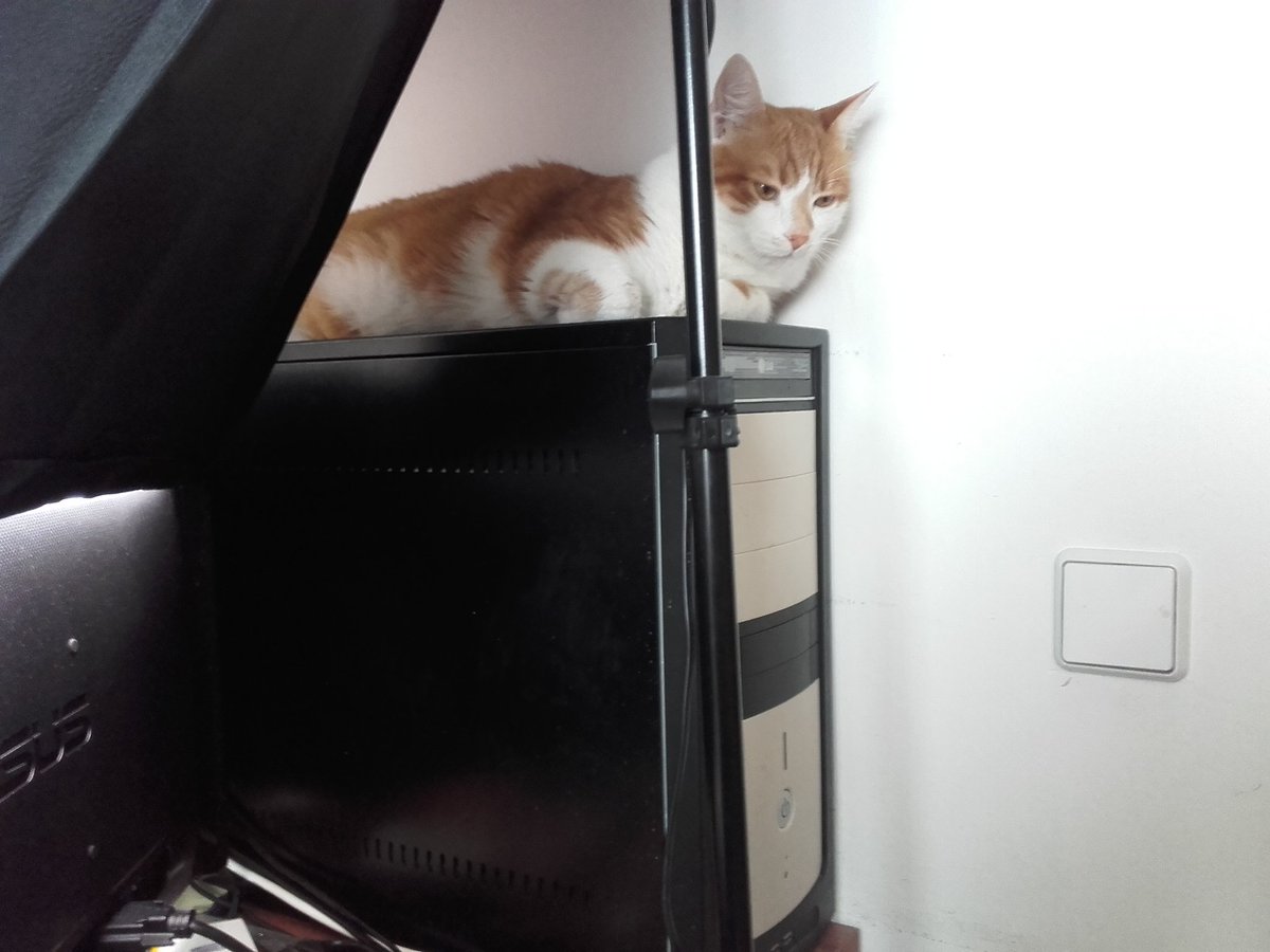 Meine Katze macht es sich auf dem PC bequem