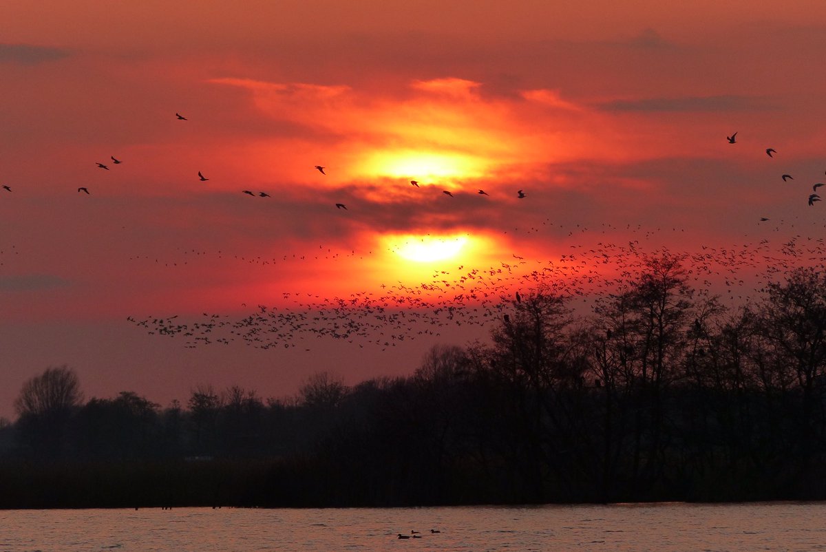 Ssunshot's tweet photo. #Groningen #Leekstermeer #Zonsondergang #19Feb2016
@RTLnieuws @Helgavanleur @Mooieluchten @Mooielucht @WNLVandaag https://t.co/sEXO5rLNoN