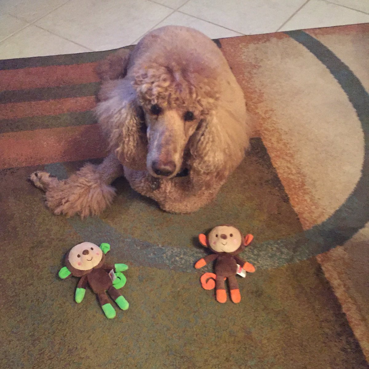RocketDogPoodle's tweet photo. Hanging out with my monkeys https://t.co/NNmgFAlpZL