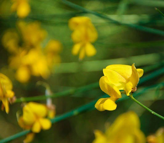 cat_testimo's tweet photo. Ginesta #flors #flowers #natura #castellbellielvilar #elbrogit #bages #igersbages #catalun… https://t.co/R5YUaQW9jS https://t.co/VHDf5Pd7SP