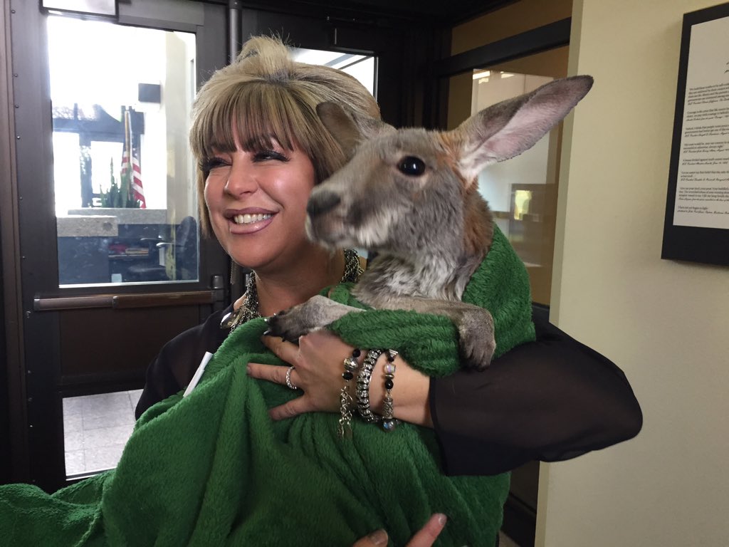 KSL5SalesTeam's tweet photo. This week's animal in the office is a Kangaroo. We're on all roll...what's next? #KSLtvsales https://t.co/xkfnK5EKhL